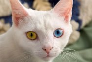 Picture of the Day: Cat with Mystic Eyes