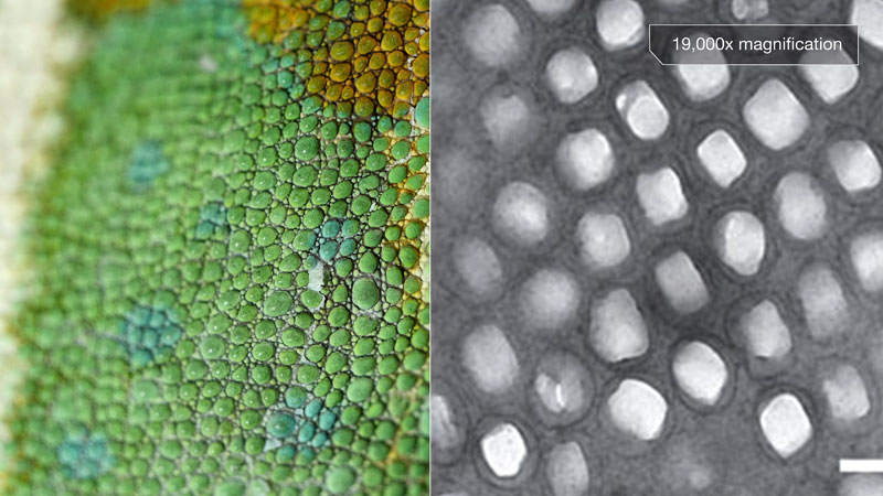 Chameleons Change Color to Stand Out, Not Blend In » TwistedSifter