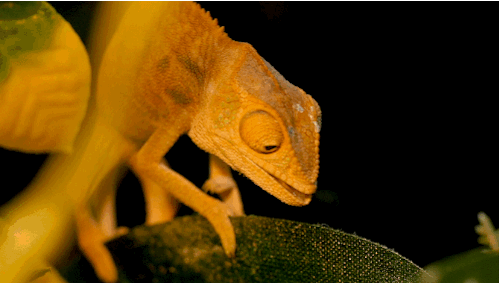 Chameleons Change Color to Stand Out Not Blend In_kqed pbs (2)