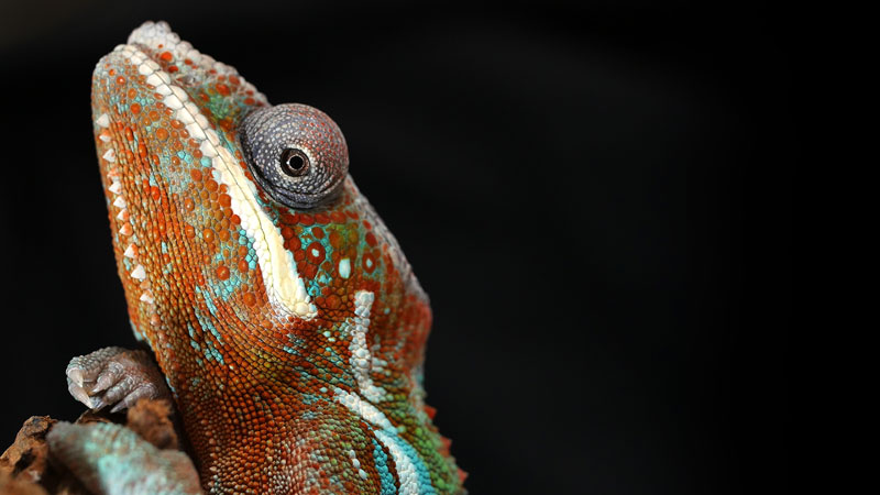 Chameleons Change Color to Stand Out Not Blend In_kqed pbs (3)