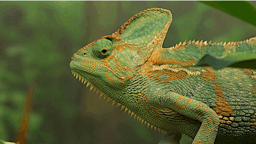 Chameleons Change Color to Stand Out Not Blend In_kqed pbs (5)