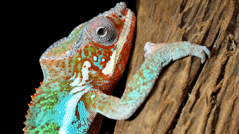 Chameleons Change Color to Stand Out, Not Blend In