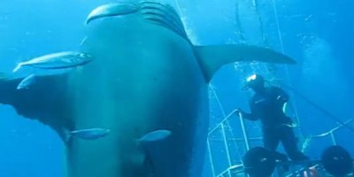 This New Footage of 'Deep Blue' Will Give You Chills
