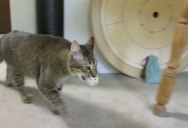 Guy Builds Machine That Trains His Indoor Cat to Hunt For Its Food