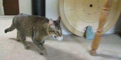 Guy Builds Machine That Trains His Indoor Cat to Hunt For Its Food