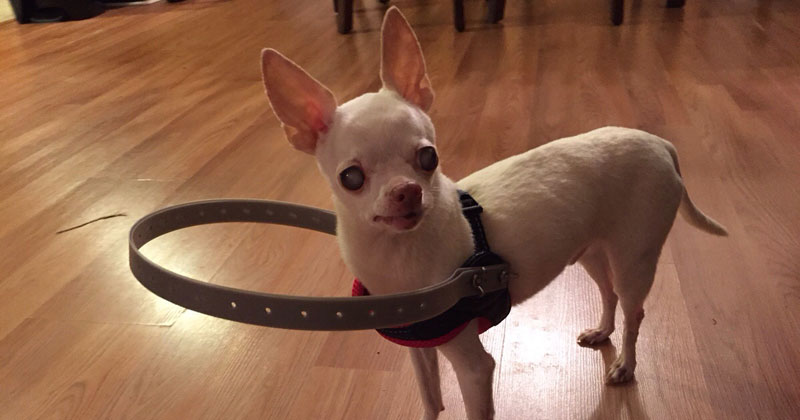 This Dog Lost His Sight So His Owners Made This to Help Him Regain His Confidence