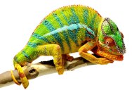 Fascinating Facts About Chameleons by National Geographic