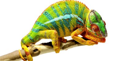 Fascinating Facts About Chameleons by National Geographic