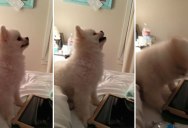 This Pomeranian Puppy Has the Greatest Sneeze I Have Ever Seen