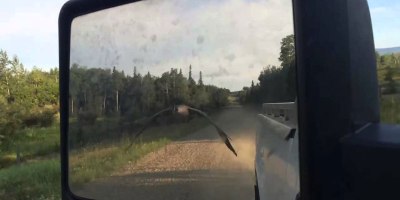 Good Guy Driver Leads Lost Goose Back to Water