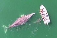 Gray Whale and Her Calf Give Whale Watchers an Experience They’ll Never Forget