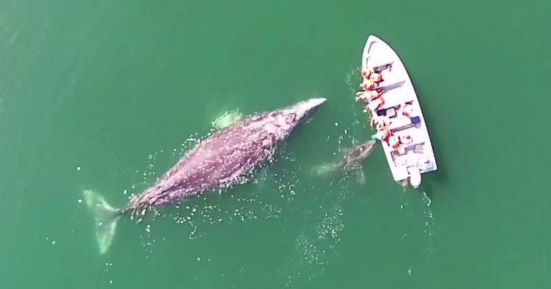 Gray Whale and Her Calf Give Whale Watchers an Experience They'll Never Forget