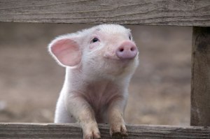 happy pig smiling happy pig smiling