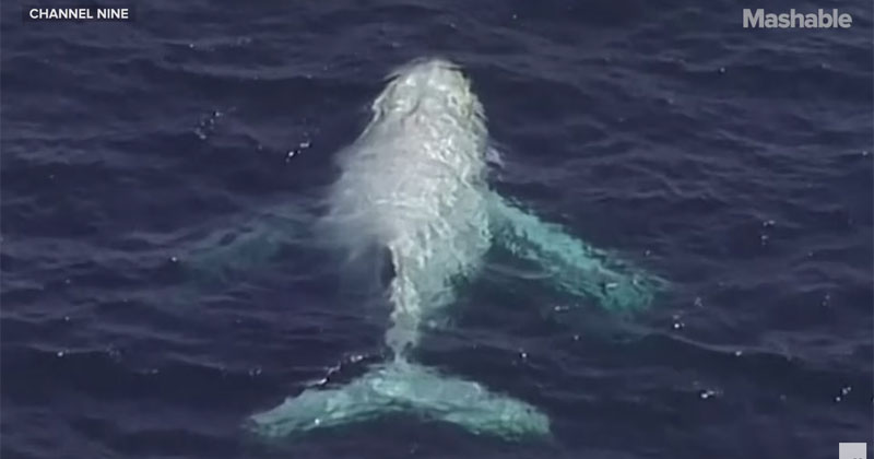 Extremely Rare White Humpback Spotted Off Australian Coast » TwistedSifter