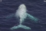 Extremely Rare White Humpback Spotted Off Australian Coast