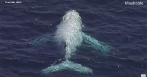 rare white humpback whale aug 10 queensland australia rare white humpback whale aug 10 queensland australia