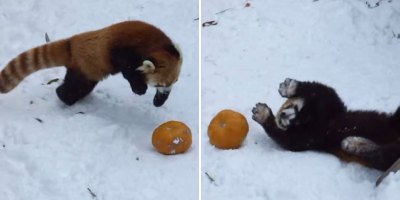Red Panda Takes On Its Greatest Foe Yet