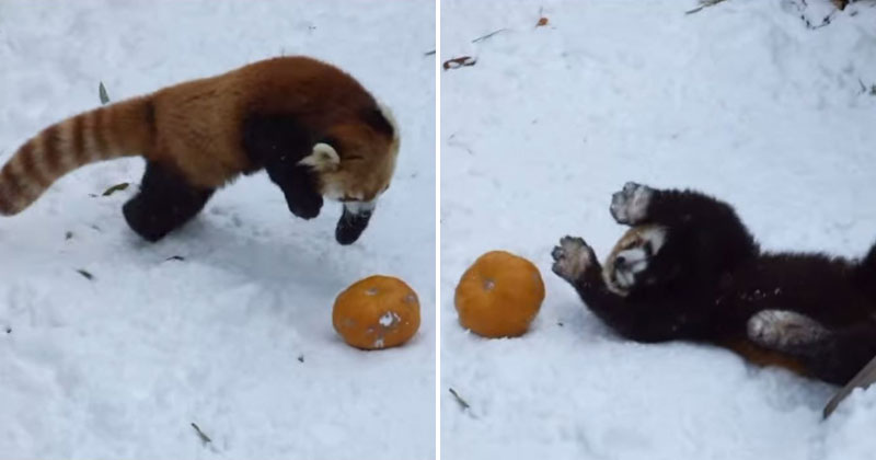 Red Panda Takes On Its Greatest Foe Yet