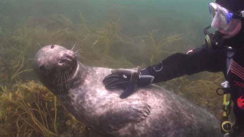Videographer Captures Amazing Interaction Between Seal and Diver