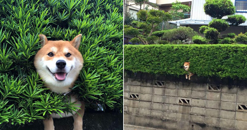 Just a Shiba Inu Chilling in a Random Bush in Japan