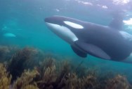 Snorkelers in New Zealand Get Surprise Visit from Orcas