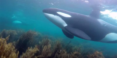 Snorkelers in New Zealand Get Surprise Visit from Orcas