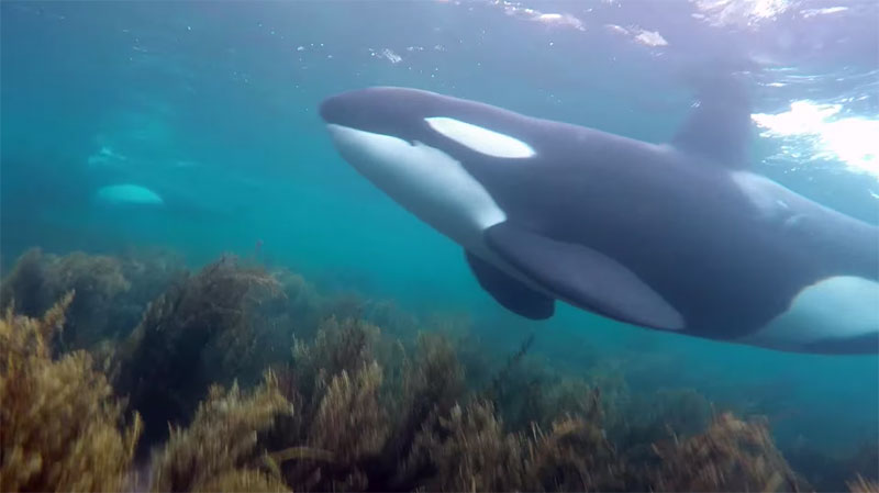 Snorkelers in New Zealand Get Surprise Visit from Orcas
