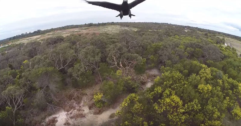 Unimpressed Eagle Swats Drone Out of the Sky