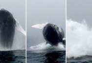 Whale Watcher Captures Unbelievable Close-Up of a Breaching Humpback