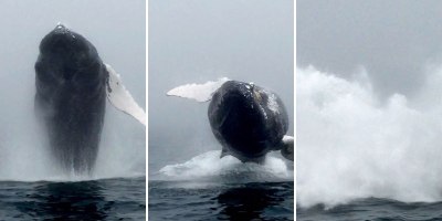 Whale Watcher Captures Unbelievable Close-Up of a Breaching Humpback