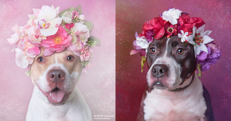 Flower Power: Adorable Portraits of Pit Bulls Waiting to Be Adopted