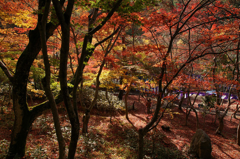 Picture of the Day: Autumn in Kobe, Japan