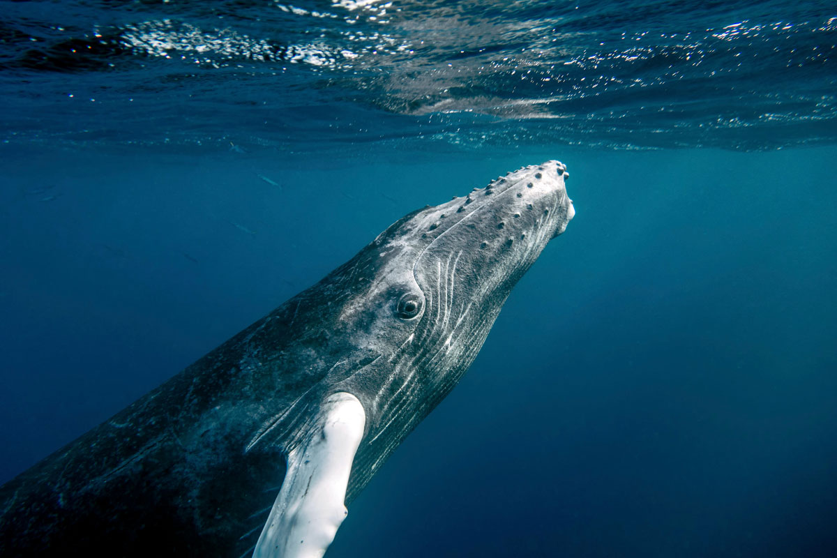 Baby Humpback Prepares to Surface christopher michel