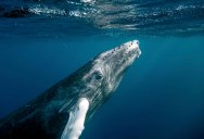 Picture of the Day: Baby Humpback Prepares to Surface