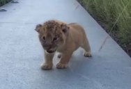 Just Listen to This Baby Lion’s Roar