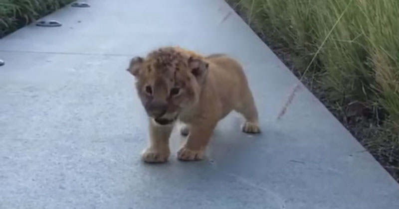 Just Listen to This Baby Lion’s Roar