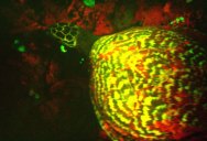 Scientists Discover Biofluorescent Sea Turtle Near Solomon Islands