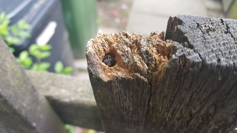 carpenter bee in fence post home hole Picture of the Day: Home Sweet Home