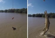 Crocodile Makes Insane Leap Out of Water