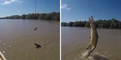 Crocodile Makes Insane Leap Out of Water
