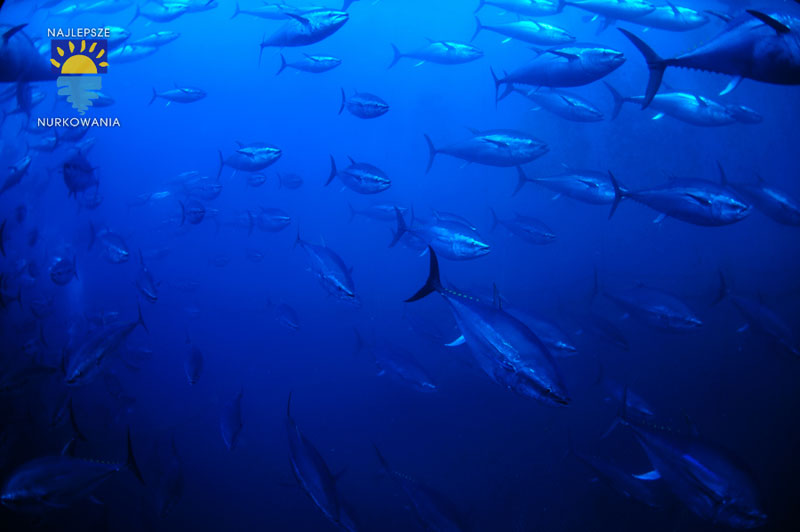 diving with bluefin tuna in malta by Bartosz Cieslak (10)