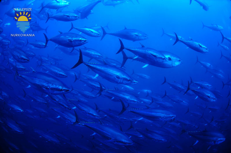 diving with bluefin tuna in malta by Bartosz Cieslak (2)
