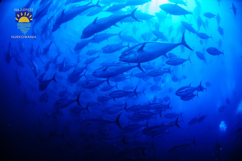 Diving with Bluefin Tuna in Malta