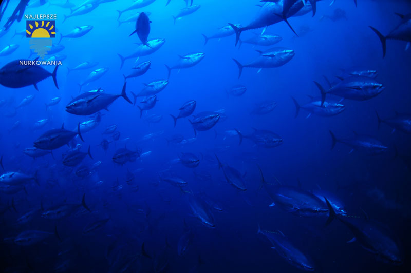 diving with bluefin tuna in malta by Bartosz Cieslak (7)