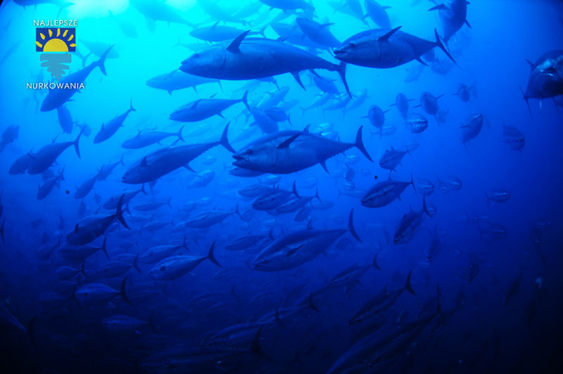 diving with bluefin tuna in malta by Bartosz Cieslak (9)