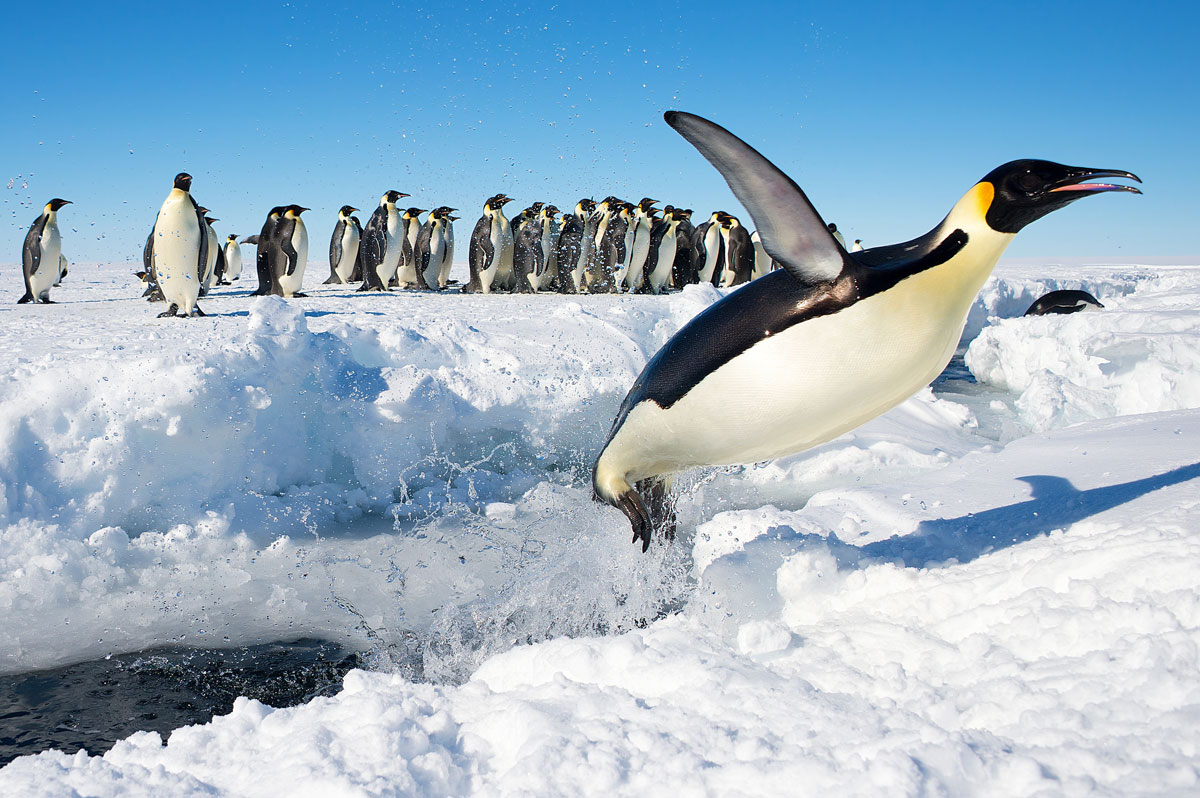 emperor penguin flying out of water antarctica christopher michele Picture of the Day: The Flying Emperor