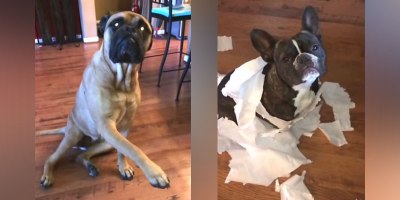 French Bulldog Gets Outed by Bullmastiff