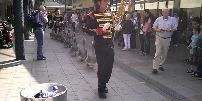 In Case You've Never Seen Geese With Their Own Marching Band Before