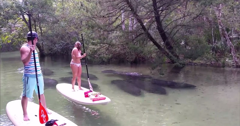 8 Manatees Swim Past Paddleboarders in Shallow, Crystal Clear Water