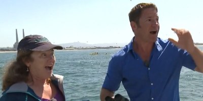 Interview About Blue Whales Gets Interrupted by Actual Blue Whale